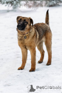 Zdjęcie №4. Sprzedam pies nierasowy w Москва.  - cena - Bezpłatny