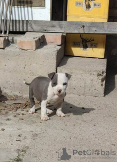 Dodatkowe zdjęcia: Niebieskie szczenięta American Staffordshire Terrier