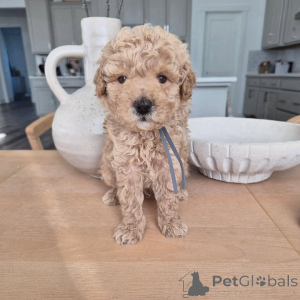 Zdjęcie №1. pudel (zabawka) - na sprzedaż w Berlin | 2631zł | Zapowiedź №167644