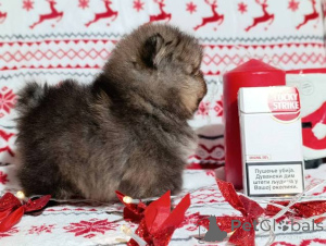 Zdjęcie №3. Szpic pomorski, szczenięta suczki. Serbia