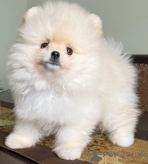 Zdjęcie №3. Adorables chiots Spitz nains (Poméraniens) cherchent un foyer aimant !. Francja