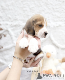 Zdjęcie №1. beagle (rasa psa) - na sprzedaż w Norymberga | Bezpłatny | Zapowiedź №99469