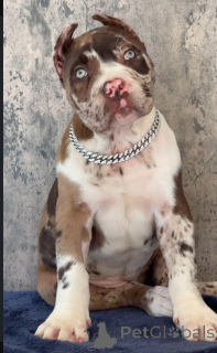 Zdjęcie №1. cane corso - na sprzedaż w Niederanven | negocjowane | Zapowiedź №155092