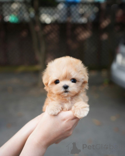 Zdjęcie №3. Te urocze dzieci uwielbiają przytulania i całusy. To cała bzdura i zabawa, jaką. Finlandia