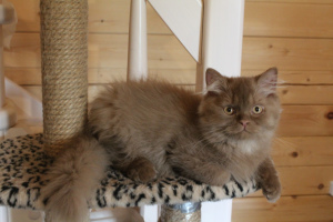 Zdjęcie №2 do zapowiedźy № 3037 na sprzedaż  kot brytyjski długowłosy, kot brytyjski krótkowłosy - wkupić się Federacja Rosyjska od żłobka, hodowca