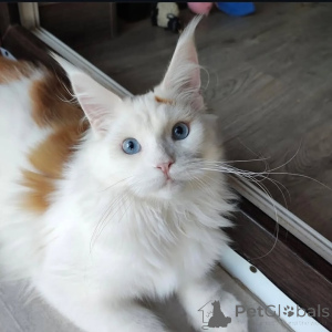 Zdjęcie №1. maine coon - na sprzedaż w Alavus | 2870zł | Zapowiedź № 169099