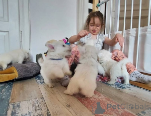 Zdjęcie №2 do zapowiedźy № 170164 na sprzedaż  west highland white terrier - wkupić się Niemcy 