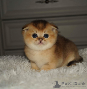 Zdjęcie №1. chinchilla cat - na sprzedaż w Mińsk | 1057zł | Zapowiedź № 7958