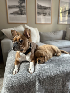 Zdjęcie №3. Golden Retriever Szczenięta inteligentne, kochające i łatwe do trenowania. Niemcy