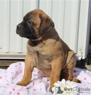 Zdjęcie №3. Wspaniałe szczenięta rasy Bullmastiff już gotowe do odbioru. USA