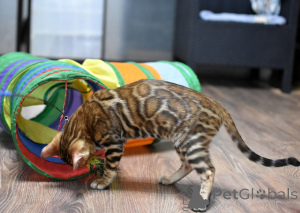 Zdjęcie №4. Sprzedam kot bengalski w Mińsk. prywatne ogłoszenie, od żłobka, hodowca - cena - 1794zł