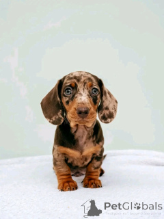 Zdjęcie №1. jamnik - na sprzedaż w Helsinki | 2631zł | Zapowiedź №164545