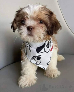 Zdjęcie №1. shih tzu - na sprzedaż w Anderlecht | negocjowane | Zapowiedź №168170