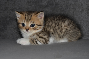 Zdjęcie №1. scottish fold - na sprzedaż w Warszawa | 2392zł | Zapowiedź № 151916