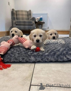 Zdjęcie №2 do zapowiedźy № 80510 na sprzedaż  golden retriever - wkupić się Niemcy hodowca