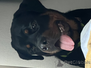 Zdjęcie №4. Krycia rottweiler w Polska. Zapowiedź № 135396