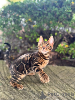 Zdjęcie №1. kot bengalski - na sprzedaż w Montreux | 3588zł | Zapowiedź № 152665