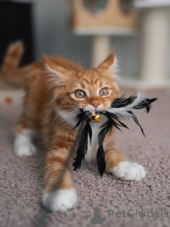 Zdjęcie №3. Wspaniały czerwony pręgowany kociak Maine Coon, puszysty, słodki i gotowy do. Holandia