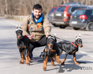 Zdjęcie №1. doberman - na sprzedaż w Baden-Baden | 4305zł | Zapowiedź №149017
