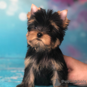 Dodatkowe zdjęcia: Mam tutaj piękne szczenięta Yorkshire Terrier, dziewczynki i chłopców, wszystkie