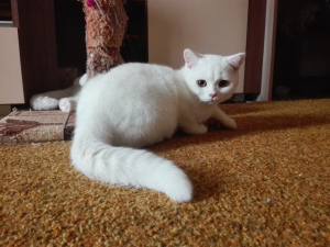 Zdjęcie №3. Elegancki biały brytyjski kot z dokumentami. Federacja Rosyjska