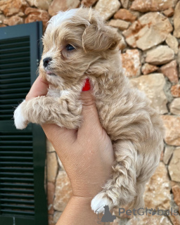 Zdjęcie №3. Theo dowód na to, że miłość mieści się idealnie w czterech malutkich łapkach. Holandia