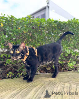 Zdjęcie №2 do zapowiedźy № 152947 na sprzedaż  kot bengalski - wkupić się Finlandia prywatne ogłoszenie