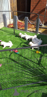 Zdjęcie №3. Szczenięta Bichon Frise.. Szwecja