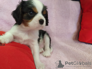 Zdjęcie №1. cavalier king charles spaniel - na sprzedaż w Mińsk | 3646zł | Zapowiedź №9771