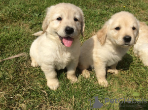 Zdjęcie №3. Piękny golden retriever do bezpłatnej adopcji. Niemcy