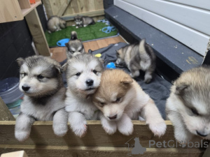 Zdjęcie №1. alaskan malamute - na sprzedaż w Fristad | negocjowane | Zapowiedź №169699