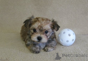 Zdjęcie №1.  - na sprzedaż w Kazachstan | negocjowane | Zapowiedź №162853