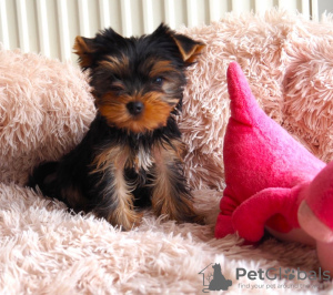 Zdjęcie №1. yorkshire terrier - na sprzedaż w Ostrava | Bezpłatny | Zapowiedź №98124