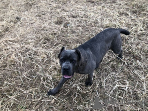 Dodatkowe zdjęcia: Elite Cane Corso