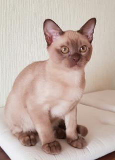 Zdjęcie №2 do zapowiedźy № 2070 na sprzedaż  kot burmski - wkupić się Federacja Rosyjska prywatne ogłoszenie, od żłobka, hodowca