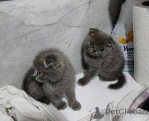 Zdjęcie №1. scottish fold - na sprzedaż w Ateny | negocjowane | Zapowiedź № 177359