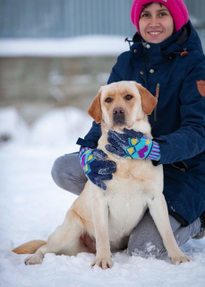 Zdjęcie №1. labrador retriever - na sprzedaż w Czelabińsk | 6196zł | Zapowiedź №4490