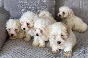 Zdjęcie №1. maltipu - na sprzedaż w Berlin | 4305zł | Zapowiedź №149567