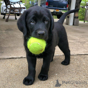 Zdjęcie №1. labrador retriever - na sprzedaż w Delsbo | 4784zł | Zapowiedź №168427