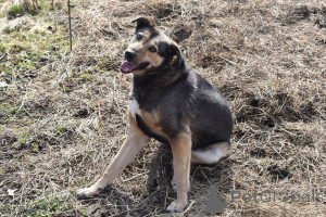 Zdjęcie №3. Pies pies czeka na kochających właścicieli.. Federacja Rosyjska