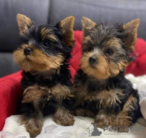 Zdjęcie №1. yorkshire terrier - na sprzedaż w Reykjavík | negocjowane | Zapowiedź №85396