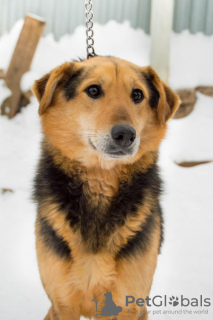 Zdjęcie №1. pies nierasowy - na sprzedaż w Perm | Bezpłatny | Zapowiedź №9039