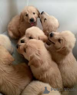 Zdjęcie №1. golden retriever - na sprzedaż w Paryż | 4784zł | Zapowiedź №163898