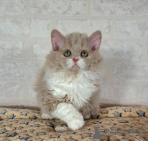 Zdjęcie №1. selkirk rex krótkowłosy - na sprzedaż w Gefrees | 1674zł | Zapowiedź № 177607