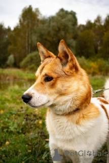 Zdjęcie №4. Sprzedam pies nierasowy w Москва. prywatne ogłoszenie - cena - Bezpłatny