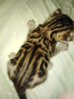 Zdjęcie №2 do zapowiedźy № 5504 na sprzedaż  kot bengalski - wkupić się Federacja Rosyjska od żłobka