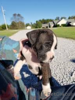 Zdjęcie №3. Sprzedam piękne szczenięta rasy bokser.. Wielka Brytania