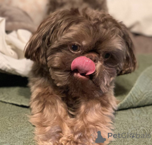 Zdjęcie №2 do zapowiedźy № 142824 na sprzedaż  shih tzu - wkupić się Niemcy prywatne ogłoszenie