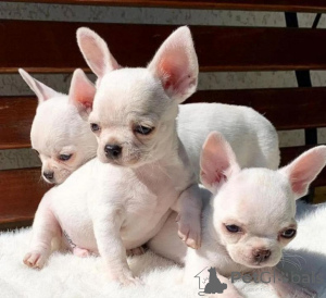 Zdjęcie №1. chihuahua (rasa psów) - na sprzedaż w Braga | negocjowane | Zapowiedź №175351