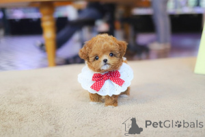 Zdjęcie №3. Szczenięta pudla filiżankowego do adopcji i znalezienia nowego domu.whatsapp1. Chorwacja